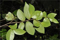 Orophea zeylanica